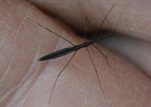 Hydrometra stagnorum
